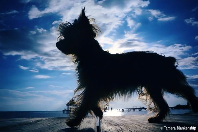 Beach Bum Dogs in Ambergris Caye, Belize 23