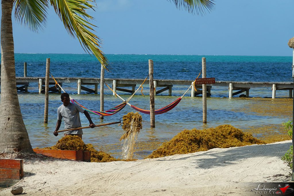 Pic of the Week - Never Ending Battle with Sargasso! 22