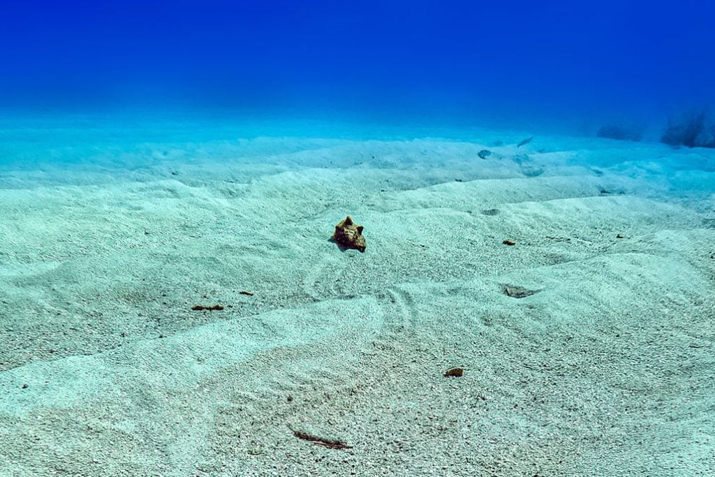 Why Did the Conch Cross the Ocean Bottom? 17