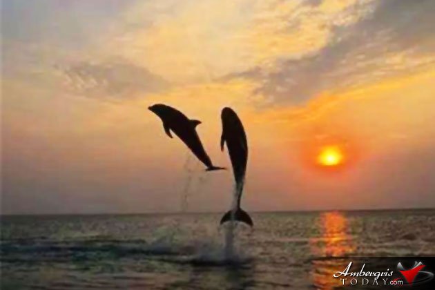 Magical Dolphin Encounters in Belize 9