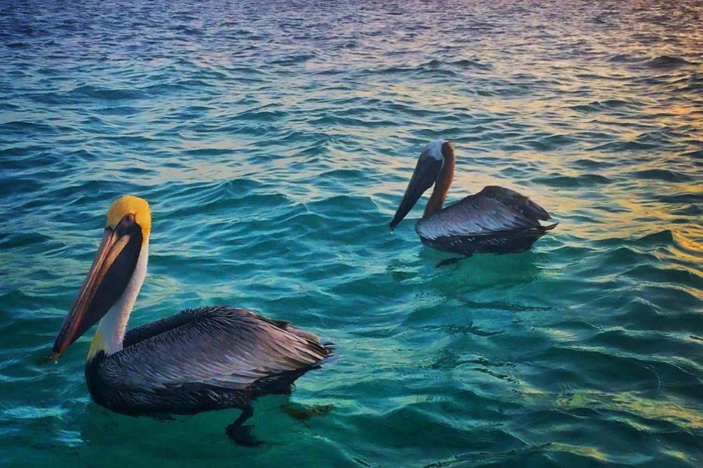 Pelicans Enjoying a Belizean Sunset 10