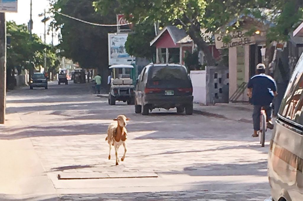 Why Did the Sheep Cross the Road on Ambergris Caye? 13