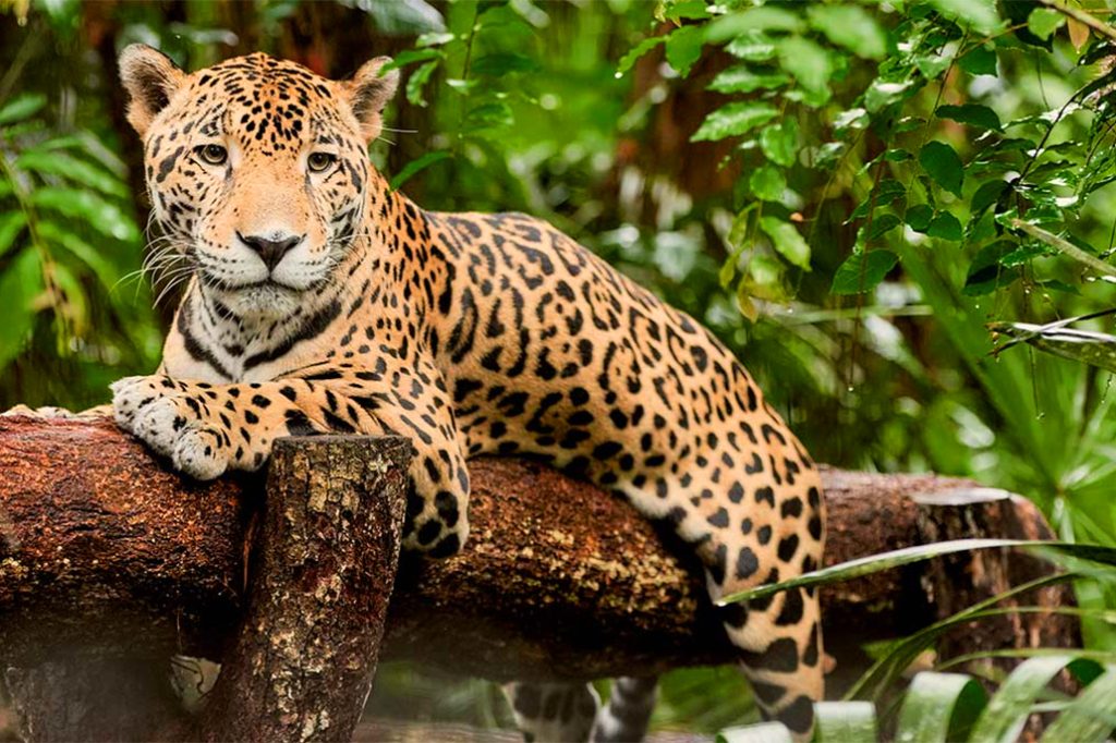 Karl H Menzies and Tito’s Partner with Belize Zoo for Conservation of Jaguars 13