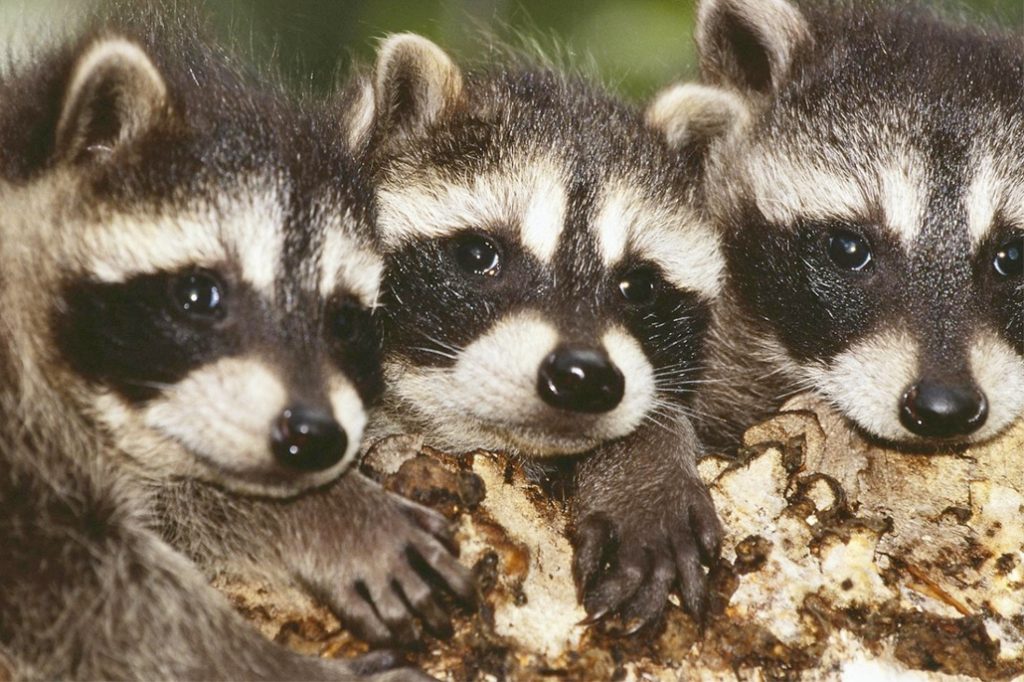 Caye Caulker Resident Fined $2,000 for Unlawful Possessions of Raccoons 9