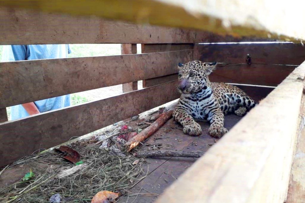 Captured Jaguar Relocated to Belize Zoo 10