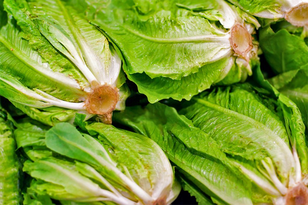 Belize Advises Against Eating Romaine Lettuce Due to US Ecoli Outbreak 13