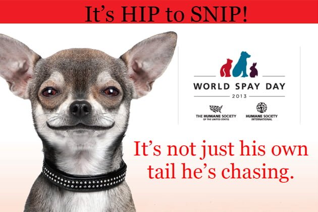 Free Spay/Neuter on World Spay Day 25 Free Spay/Neuter on World Spay Day 22