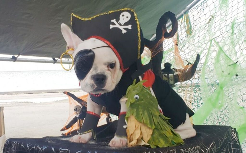 Saga Invites Pet Owners to 17th Annual Costume Contest 9 Saga Invites Pet Owners to 17th Annual Costume Contest 5