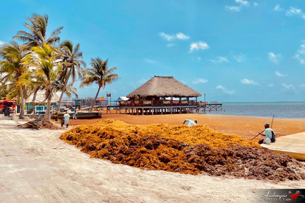 No Good News For A Sargassum Free Summer 25