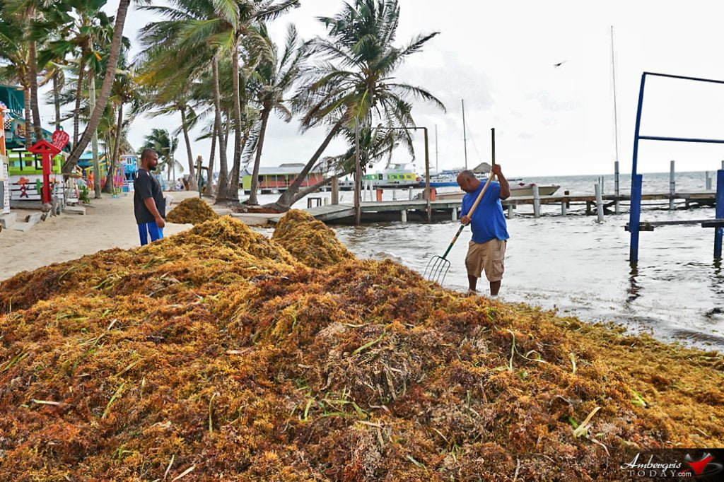 Belize to Contribute $1.5Mil for Containment and Control of Sargassum 16