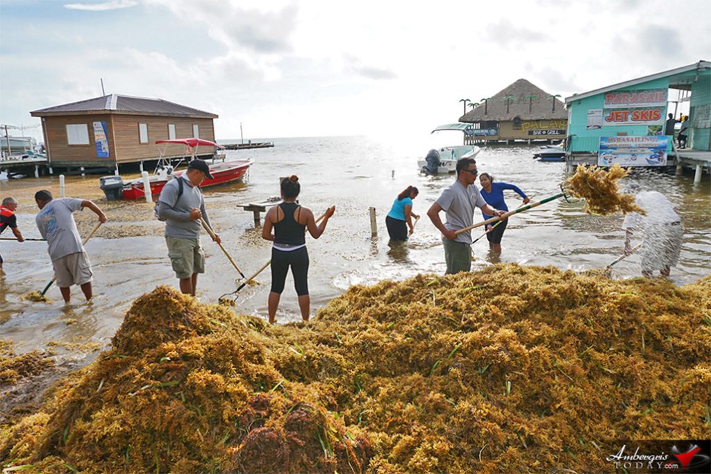 1700 Yards of Sargassum Removed in Two Day Cleanup Campaign 4