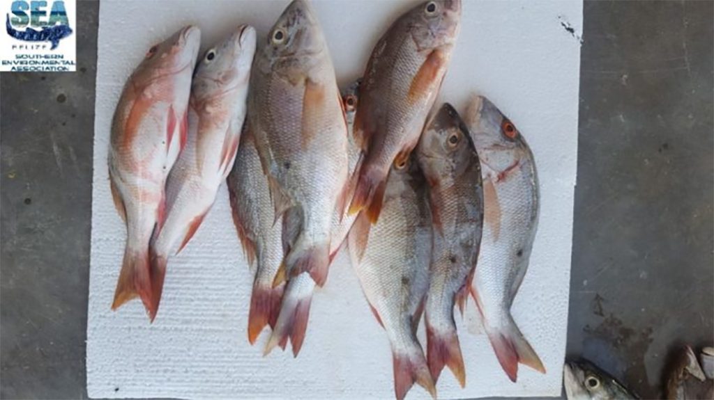 Hondurans Busted for Fishing in Belizean Waters 12