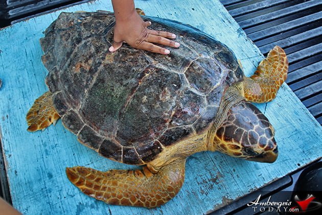 Two Turtles Released Back to the Wild as part of Reef Week 2014