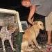 Mayor Keeps Promise of Humane Capturing of Stray Dogs