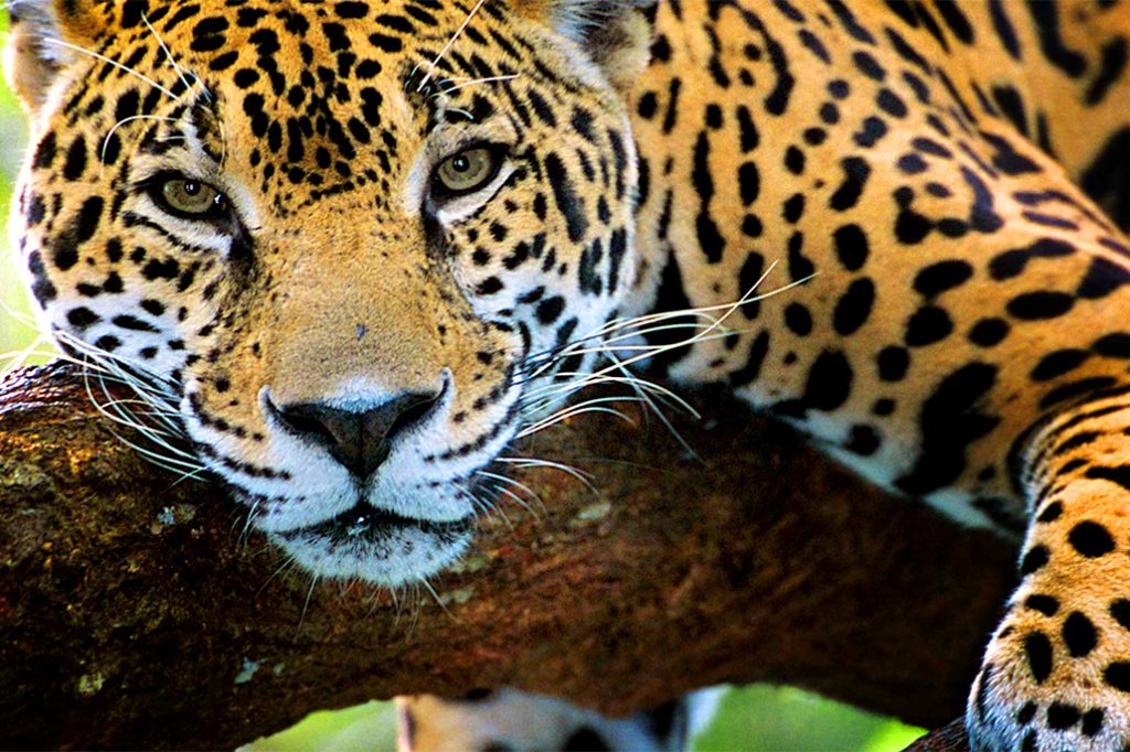 Mexico Proposed Trinational Jaguar Reserve with Belize and Guatemala 15