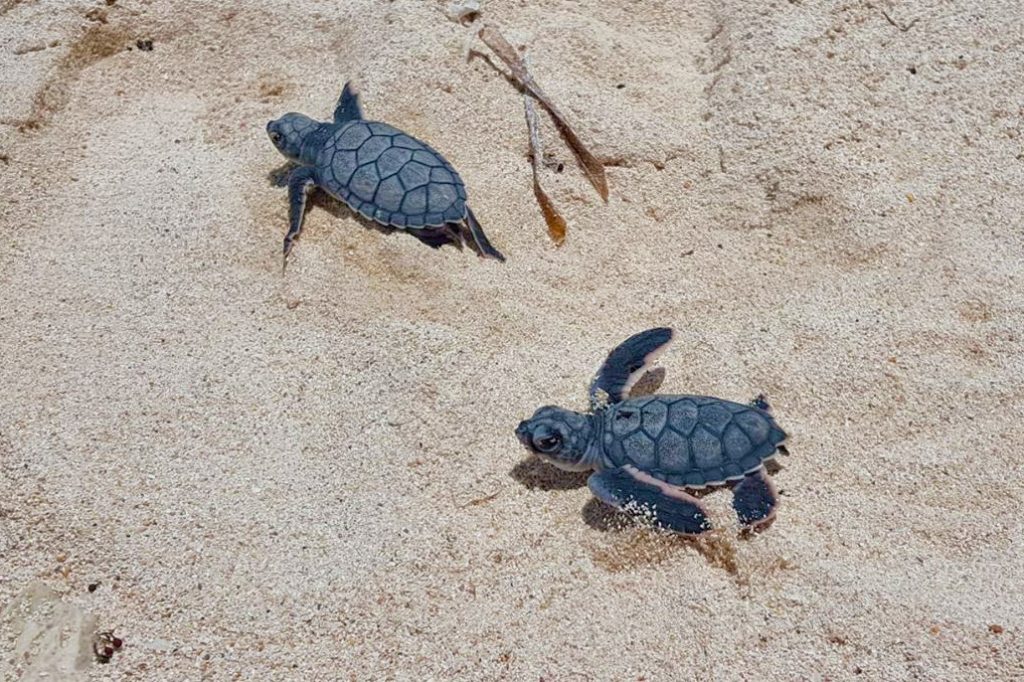 Look at the Baby Turtles Hatching 15