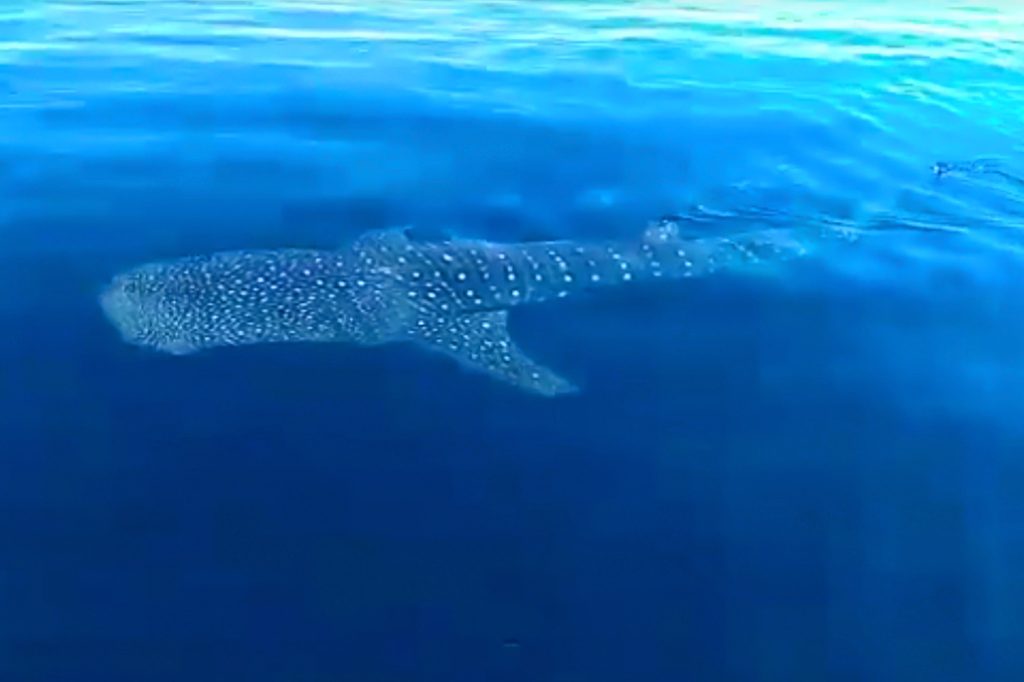 Whale Shark Spotting off Ambergris Caye 10