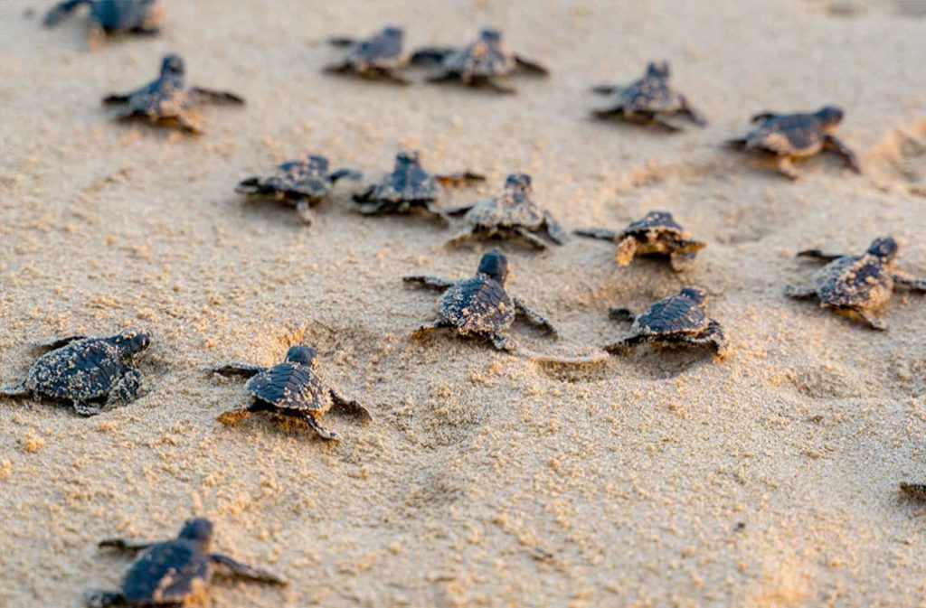 Hol Chan Reports Successful Sea Turtle Nesting Season So Far 21
