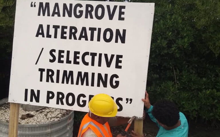 iguana sanctuary mangrove removal