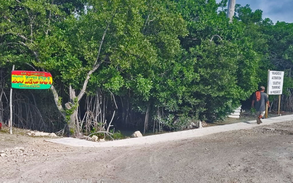 iguana sanctuary mangrove removal