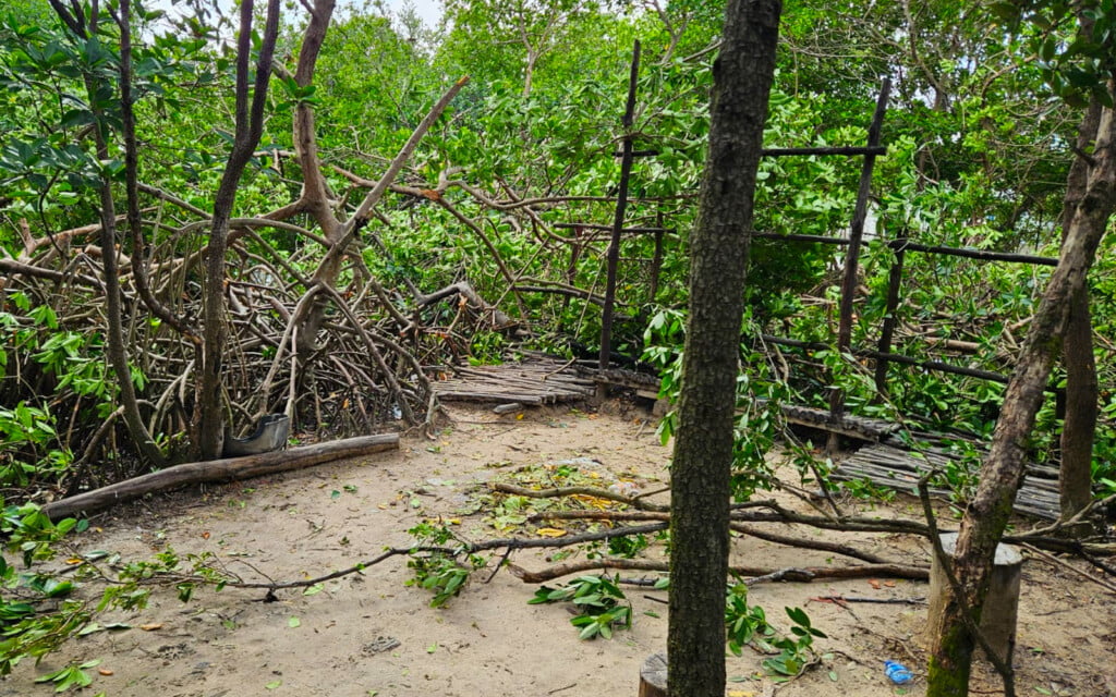 iguana sanctuary mangrove removal