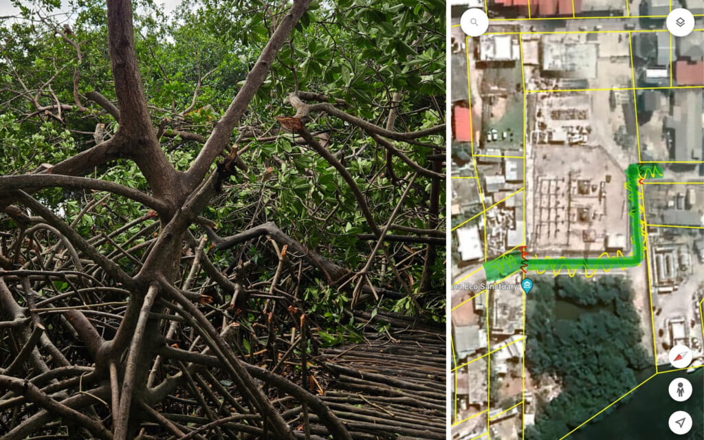 iguana sanctuary mangrove removal