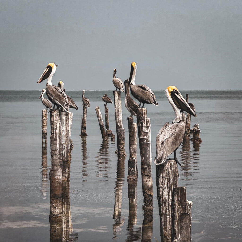 pelicans perched on old pier pilings san pedro
