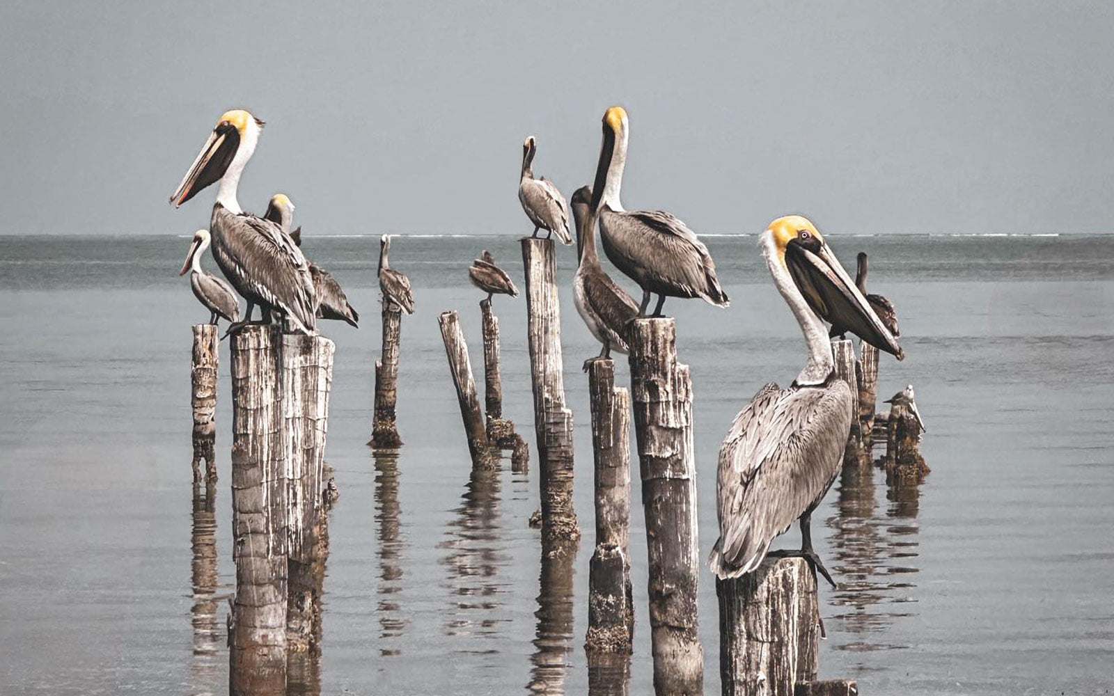 pelicans perched on old pier pilings san pedro