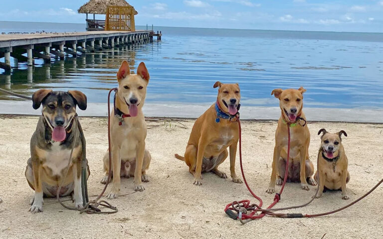 no pets allowed at restaurants in San Pedro