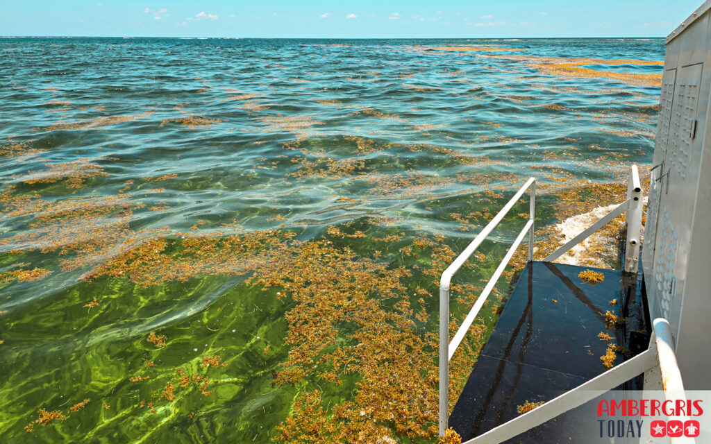 sargassum harvesters for San Pedro, Ambergris Caye