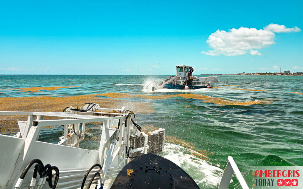 sargassum harvesters for San Pedro, Ambergris Caye