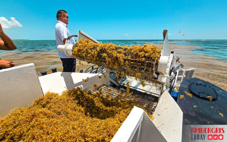 sargassum harvesters for San Pedro, Ambergris Caye