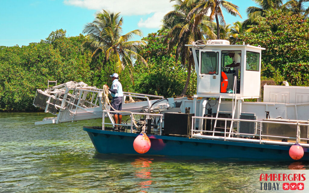 sargassum harvesters for San Pedro, Ambergris Caye