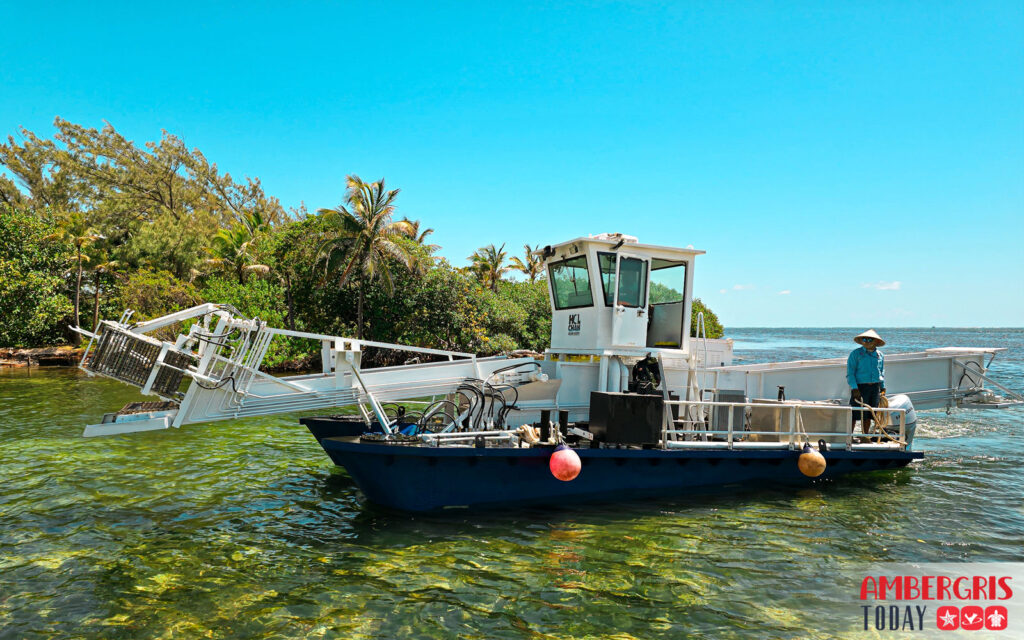 sargassum harvesters for San Pedro, Ambergris Caye