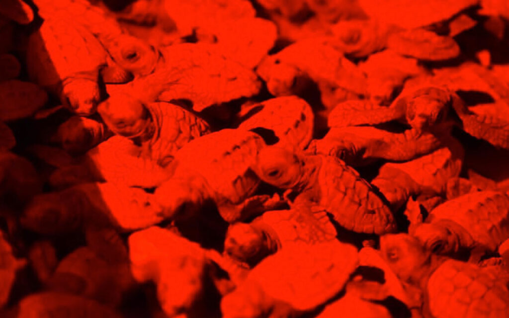 baby sea turtle rescue san pedro