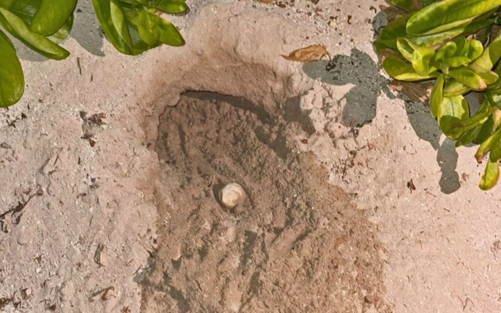 baby sea turtle rescue san pedro