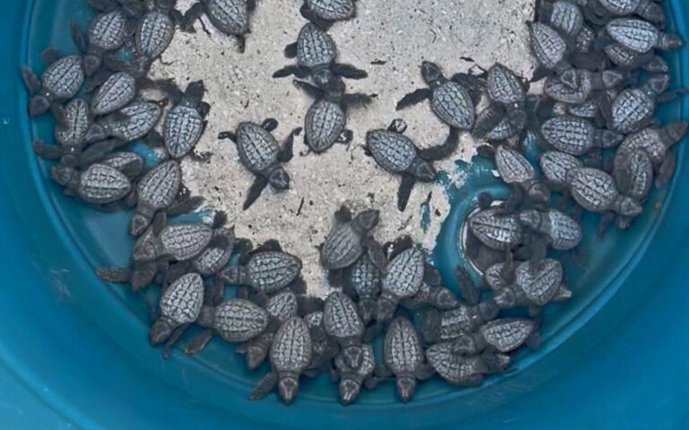 baby sea turtle rescue san pedro