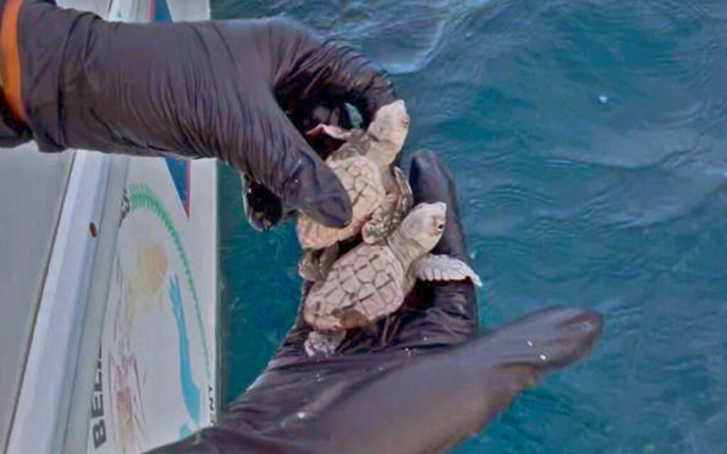 baby sea turtle rescue san pedro