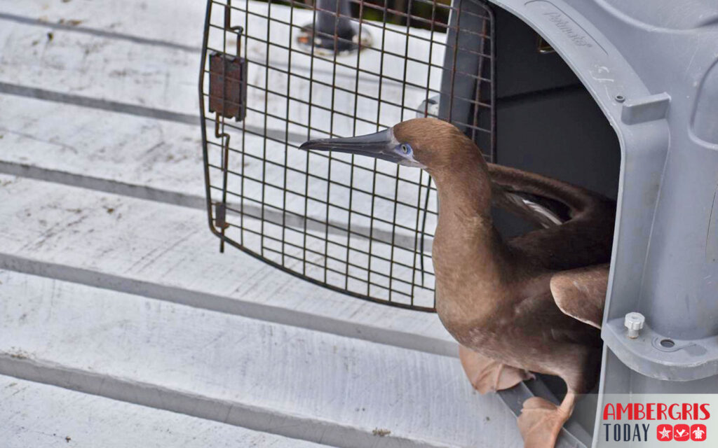WATCH VIDEO: Booby Bird Rescue, Caught in Sargassum 3 booby bird rescue sargassum aces