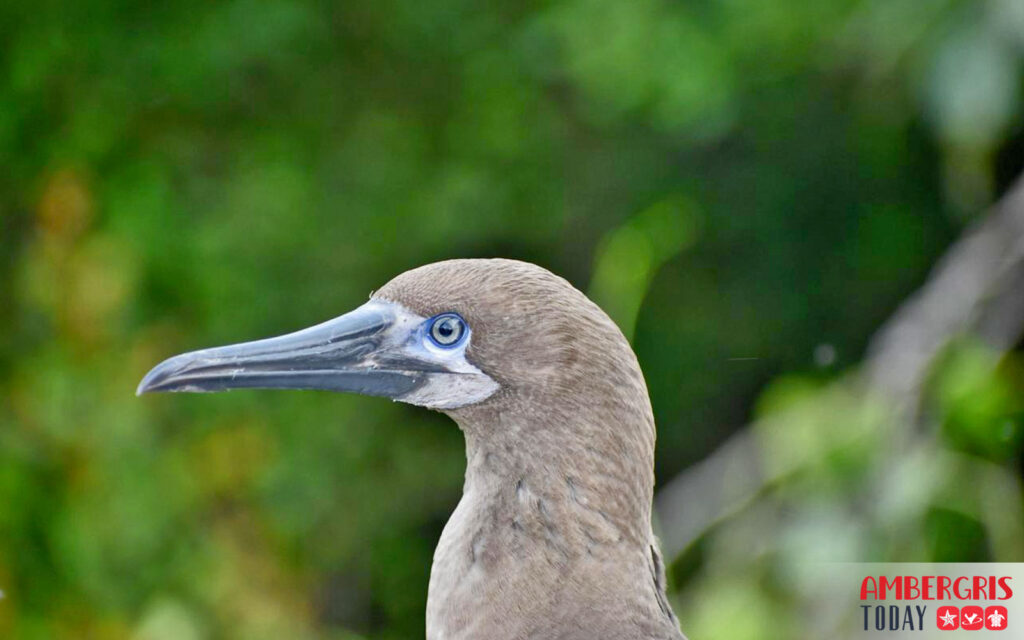 WATCH VIDEO: Booby Bird Rescue, Caught in Sargassum 1 booby bird rescue sargassum aces
