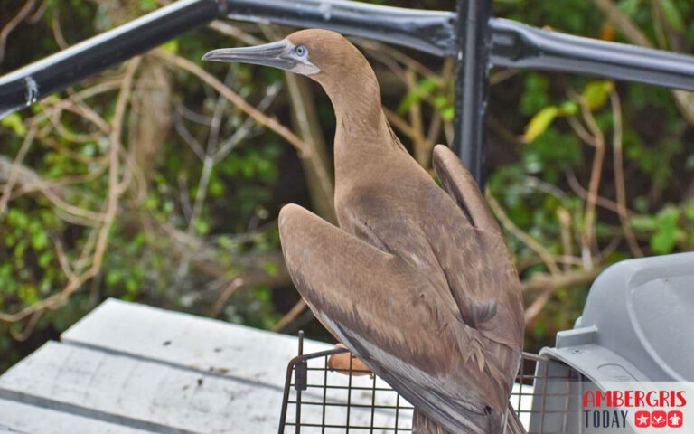 booby bird rescue sargassum aces