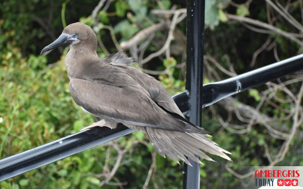 WATCH VIDEO: Booby Bird Rescue, Caught in Sargassum 2 booby bird rescue sargassum aces