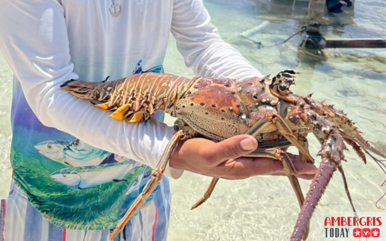 lobster season open belize