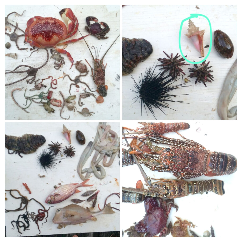 Sargassum emergency on Ambergris Caye, Belize