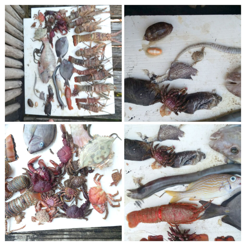 Sargassum emergency on Ambergris Caye, Belize