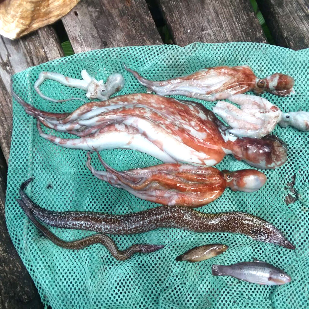 Sargassum emergency on Ambergris Caye, Belize