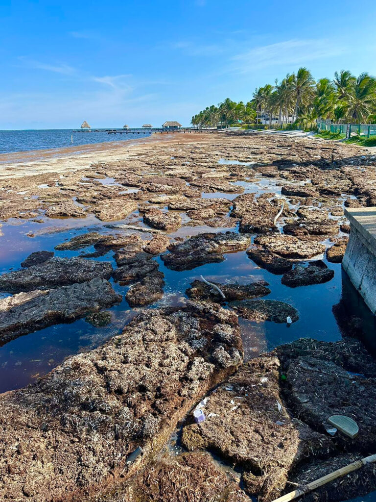 Sargassum emergency on Ambergris Caye, Belize