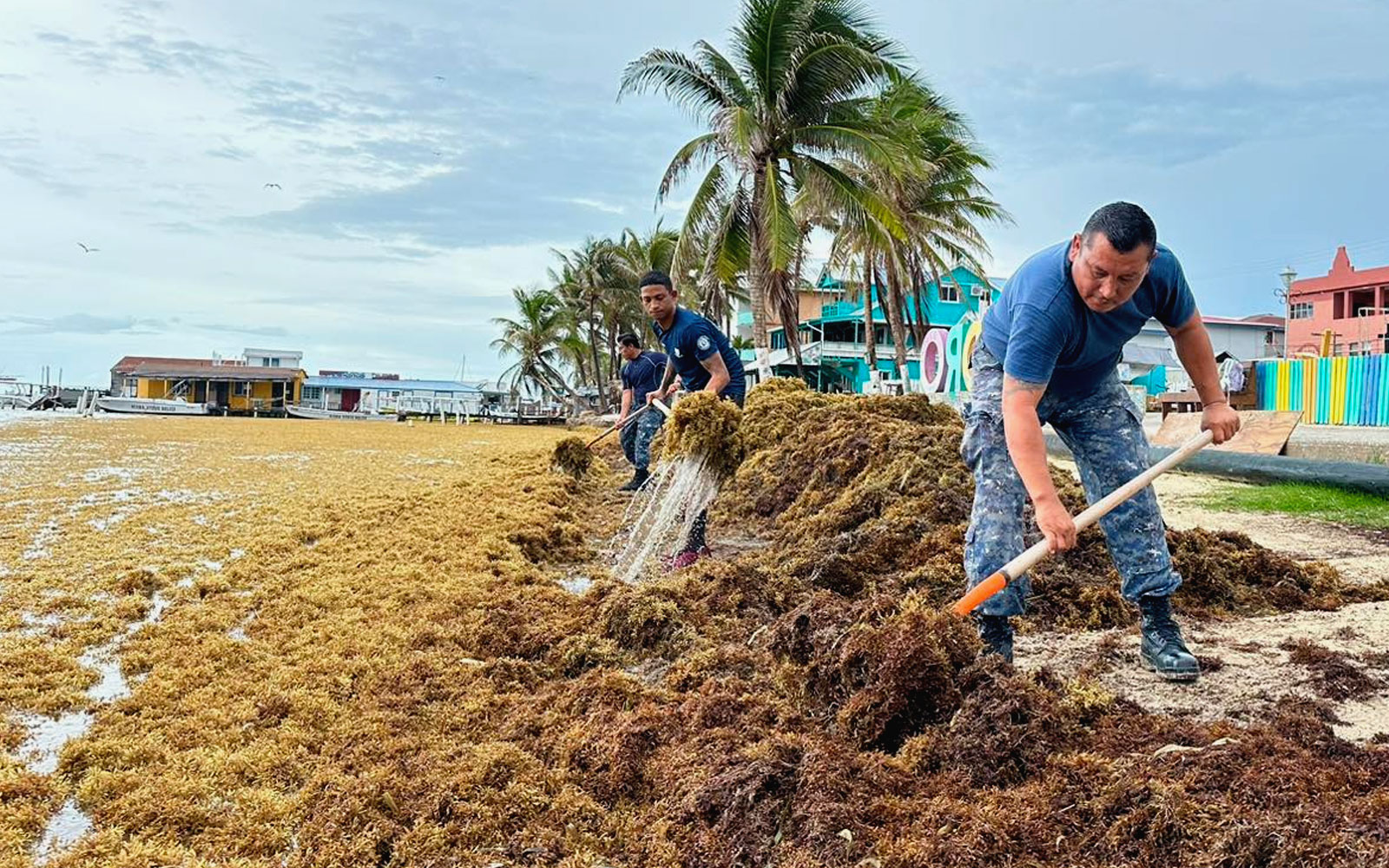 Sargassum emergency on Ambergris Caye, Belize
