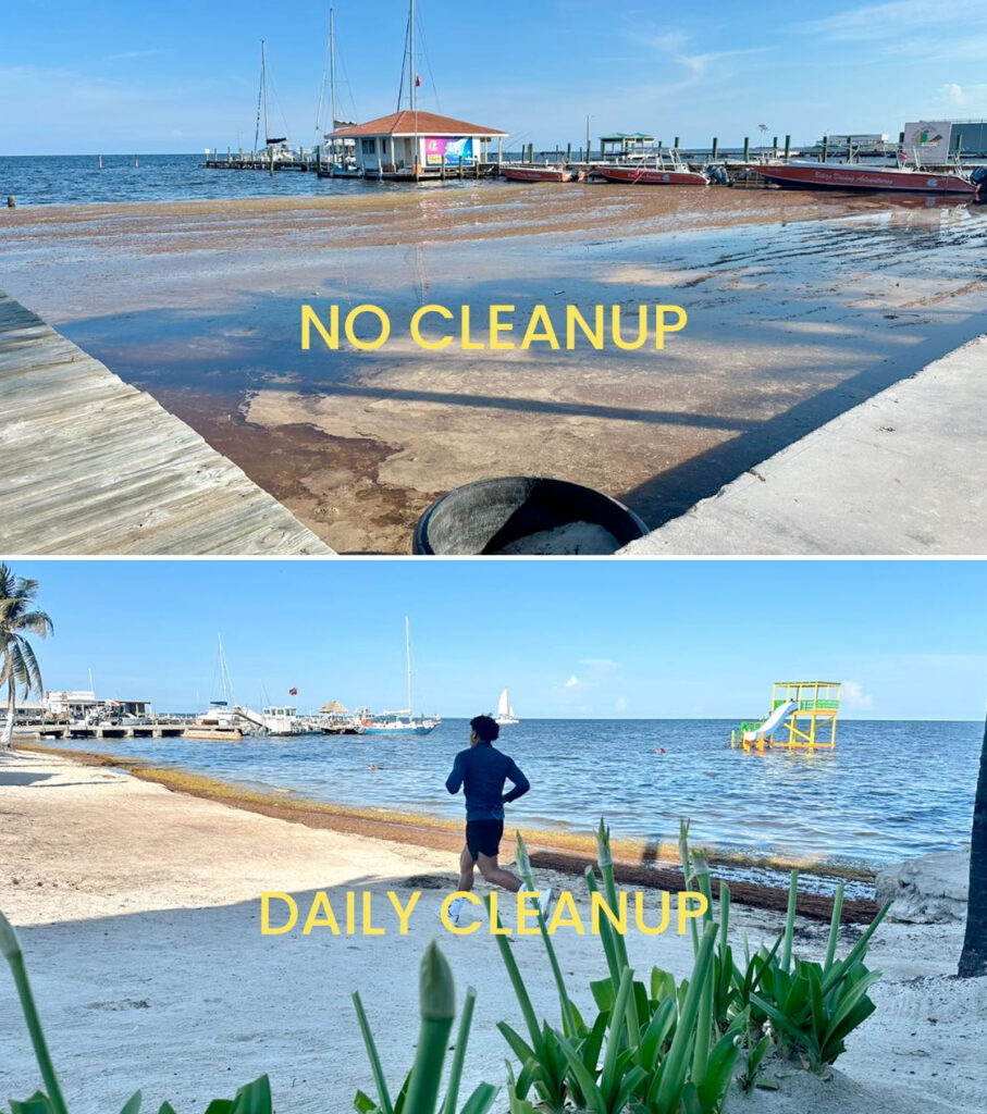 sargassum being called a national emergency