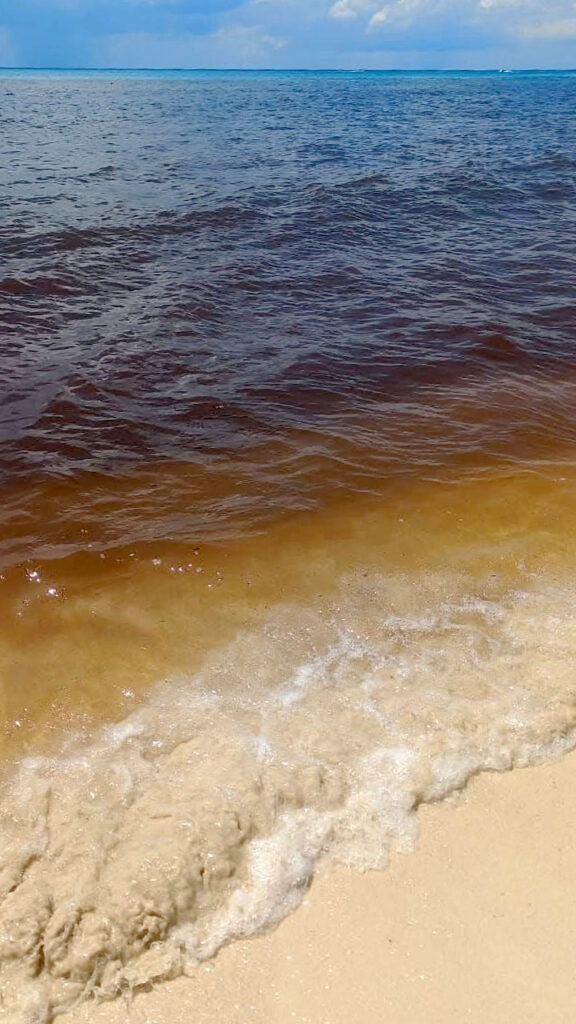 sargassum being called a national emergency